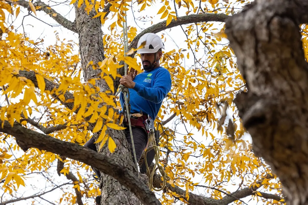 Skilled Tree Planting crew working in Danville